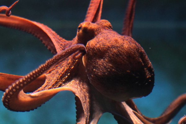 Kraken официальный сайт ссылка через tor